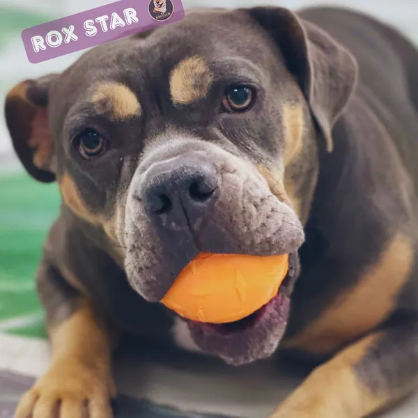 Rox Star: chocolate and tan bully mix with an orange ball at K9 Rox Club